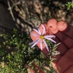 Olearia tenuifolia at Watson, ACT - 17 Jun 2023 01:49 PM
