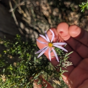 Olearia tenuifolia at Watson, ACT - 17 Jun 2023 01:49 PM