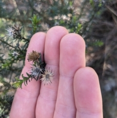 Olearia tenuifolia at Watson, ACT - 17 Jun 2023 01:49 PM