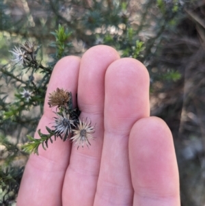 Olearia tenuifolia at Watson, ACT - 17 Jun 2023 01:49 PM