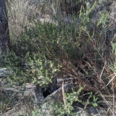 Olearia tenuifolia at Watson, ACT - 17 Jun 2023 01:49 PM
