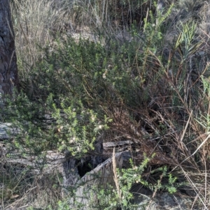 Olearia tenuifolia at Watson, ACT - 17 Jun 2023 01:49 PM