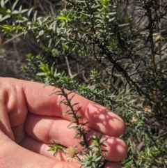 Olearia tenuifolia at Watson, ACT - 17 Jun 2023 01:49 PM