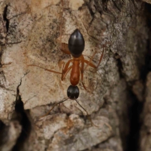 Camponotus nigriceps at Turner, ACT - 6 Apr 2023