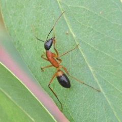 Camponotus consobrinus (Banded sugar ant) at Sullivans Creek, Turner - 6 Apr 2023 by ConBoekel