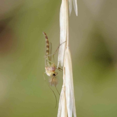 Chironomidae (family) (Non-biting Midge) at Turner, ACT - 5 Apr 2023 by ConBoekel
