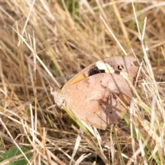 Heteronympha merope (Common Brown Butterfly) at Sullivans Creek, Turner - 6 Apr 2023 by ConBoekel