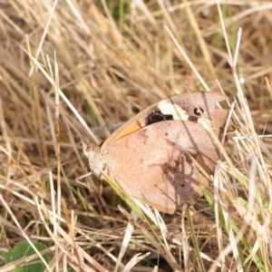 Heteronympha merope at Turner, ACT - 6 Apr 2023