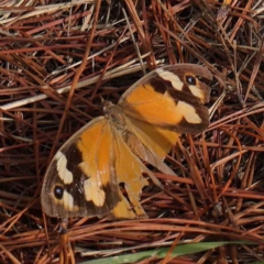Heteronympha merope (Common Brown Butterfly) at Haig Park - 6 Apr 2023 by ConBoekel