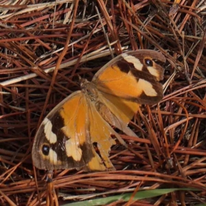 Heteronympha merope at Turner, ACT - 6 Apr 2023 04:16 PM