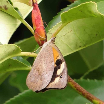 Heteronympha merope (Common Brown Butterfly) at Turner, ACT - 6 Apr 2023 by ConBoekel