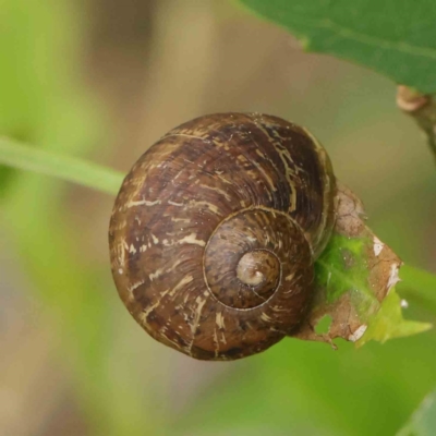 Cornu aspersum (Common Garden Snail) at Turner, ACT - 6 Apr 2023 by ConBoekel