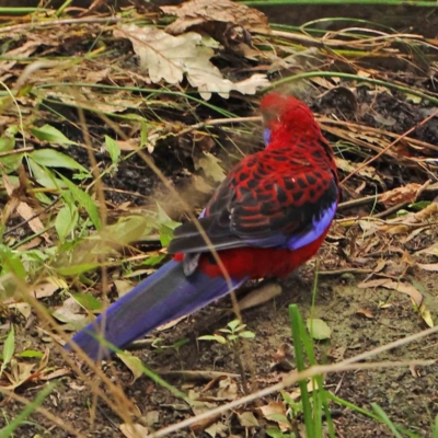 Platycercus elegans (Crimson Rosella) at Turner, ACT - 6 Apr 2023 by ConBoekel