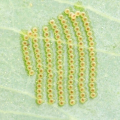 Uraba lugens (Gumleaf Skeletonizer) at Sullivans Creek, Turner - 6 Apr 2023 by ConBoekel