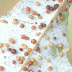 Eucalyptus insect gall at Turner, ACT - 5 Apr 2023 by ConBoekel