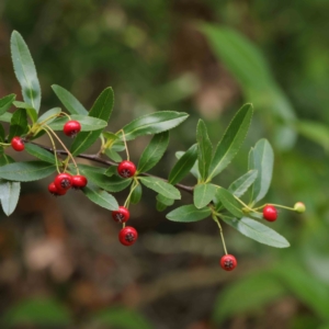 Pyracantha crenulata at Turner, ACT - 6 Apr 2023