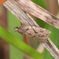 Euphona decolorana (A Tortricid moth (Tortricinae)) at Turner, ACT - 6 Apr 2023 by ConBoekel