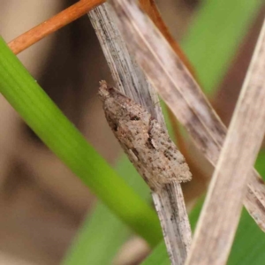 Euphona decolorana at Turner, ACT - 6 Apr 2023