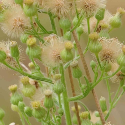 Erigeron sumatrensis (Tall Fleabane) at Sullivans Creek, Turner - 6 Apr 2023 by ConBoekel