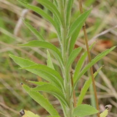 Erigeron sumatrensis at Turner, ACT - 6 Apr 2023