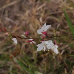 Oenothera lindheimeri (Clockweed) at Sullivans Creek, Turner - 6 Apr 2023 by ConBoekel