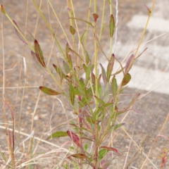 Oenothera lindheimeri at Turner, ACT - 6 Apr 2023