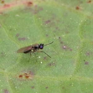 Hydrellia sp. (genus) at Turner, ACT - 6 Apr 2023