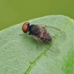 Platypezidae sp. (family) (Unidentified platypezid fly) at Haig Park - 6 Apr 2023 by ConBoekel