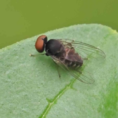 Platypezidae (family) (Unidentified platypezid fly) at Sullivans Creek, Turner - 6 Apr 2023 by ConBoekel