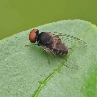 Platypezidae sp. (family) (Unidentified platypezid fly) at Turner, ACT - 6 Apr 2023 by ConBoekel