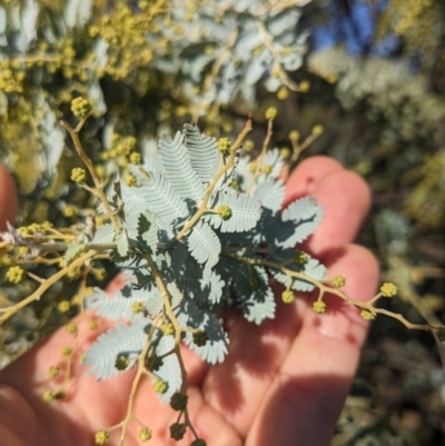 Acacia baileyana (Cootamundra Wattle, Golden Mimosa) at Watson, ACT - 17 Jun 2023 by WalterEgo