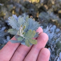 Acacia baileyana at Watson, ACT - 17 Jun 2023