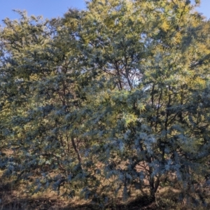 Acacia baileyana at Watson, ACT - 17 Jun 2023