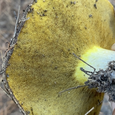 Suillus sp. (A bolete ) at Molonglo Valley, ACT - 17 Jun 2023 by SteveBorkowskis