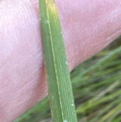 Carex appressa (Tall Sedge) at Kangaroo Valley, NSW - 17 Jun 2023 by lbradleyKV