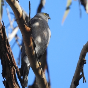 Accipiter cirrocephalus at Bellmount Forest, NSW - 17 Jun 2023