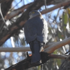 Accipiter cirrocephalus at Bellmount Forest, NSW - 17 Jun 2023