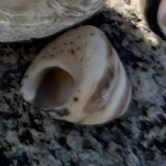 Unidentified Sea Snail or Limpet (Gastropoda) at Lilli Pilli, NSW - 16 Jun 2023 by Hejor1