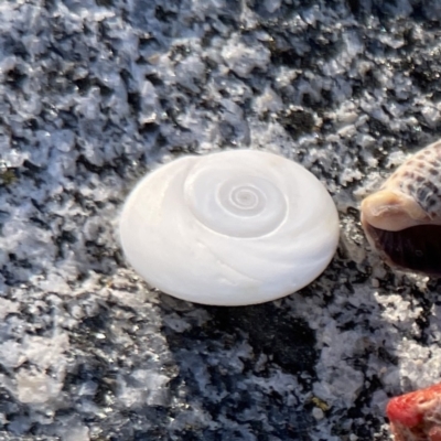 Unidentified Sea Snail or Limpet (Gastropoda) at Lilli Pilli, NSW - 16 Jun 2023 by Hejor1
