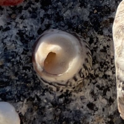 Unidentified Sea Snail or Limpet (Gastropoda) at Lilli Pilli, NSW - 16 Jun 2023 by Hejor1