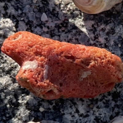 Unidentified Anemone, Coral, Sea Pen at Lilli Pilli, NSW - 16 Jun 2023 by Hejor1