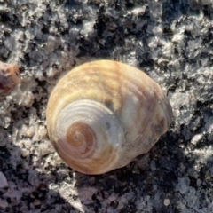 Unidentified Sea Snail or Limpet (Gastropoda) at Lilli Pilli, NSW - 16 Jun 2023 by Hejor1