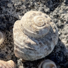 Unidentified Sea Snail or Limpet (Gastropoda) at Lilli Pilli, NSW - 16 Jun 2023 by Hejor1