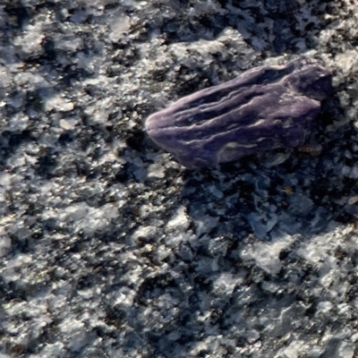 Unidentified Fungus at Lilli Pilli, NSW - 16 Jun 2023 by Hejor1