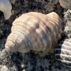 Unidentified Sea Snail or Limpet (Gastropoda) at Lilli Pilli, NSW - 16 Jun 2023 by Hejor1