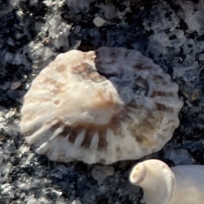 Siphonaria diemenensis (An air-breathing sea snail) at Lilli Pilli, NSW - 16 Jun 2023 by Hejor1