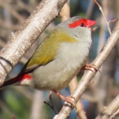 Neochmia temporalis (Red-browed Finch) at Symonston, ACT - 17 Jun 2023 by RodDeb