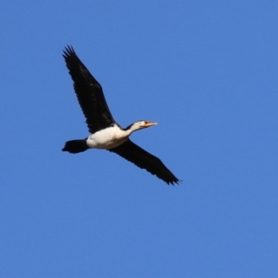 Microcarbo melanoleucos (Little Pied Cormorant) at Symonston, ACT - 17 Jun 2023 by RodDeb