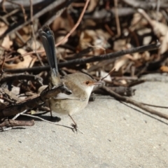 Malurus cyaneus at Symonston, ACT - 17 Jun 2023 01:54 PM