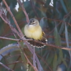 Acanthiza chrysorrhoa (Yellow-rumped Thornbill) at Symonston, ACT - 17 Jun 2023 by RodDeb